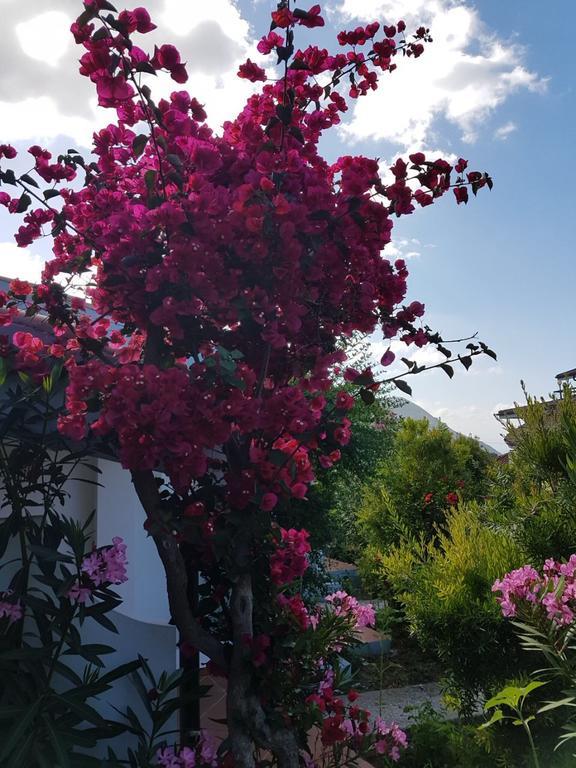 Hotel Stella Marina Capo Vaticano Eksteriør bilde